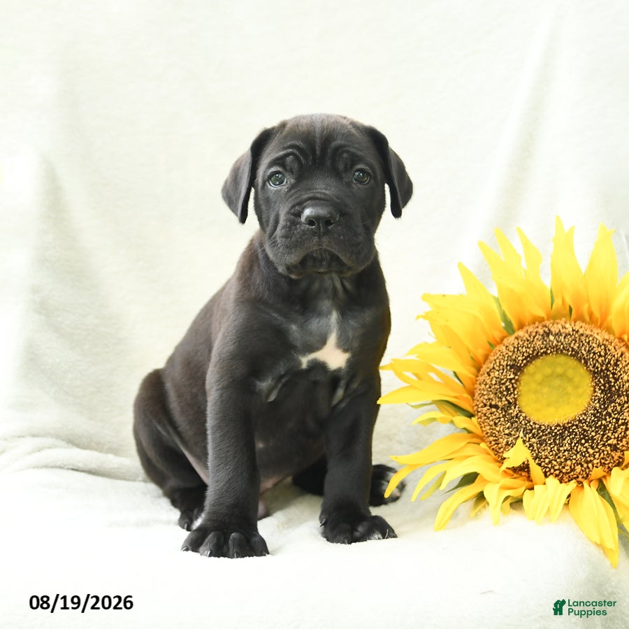 Cane Corso dogs Bear - Ad 2