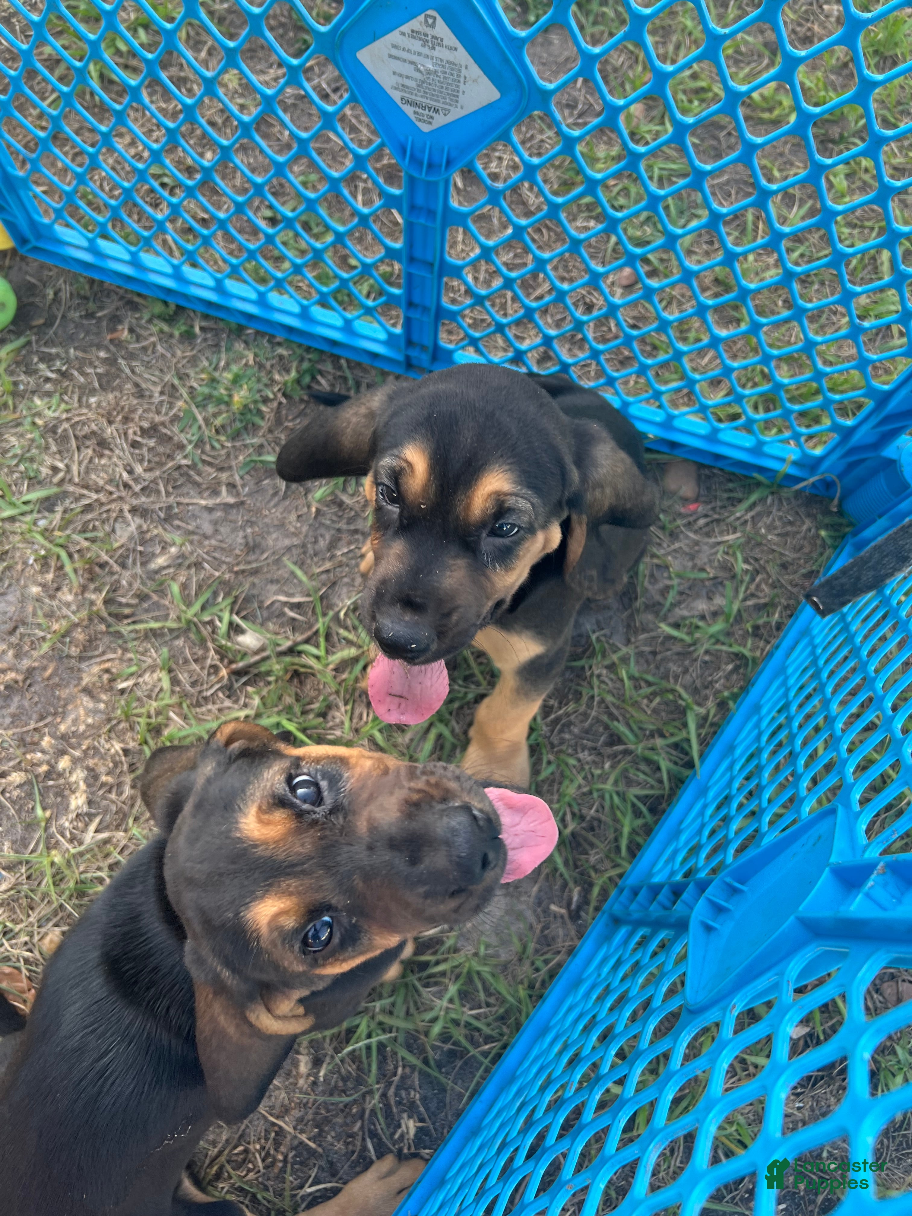 Bloodhound dogs Bloodhound Puppy 1 - Ad 2