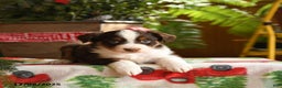 Australian Shepherd dogs for sale: Angus - Ad 4