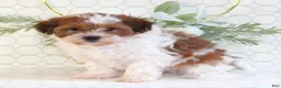 Shihpoo dogs for sale: Ryder - Ad 3