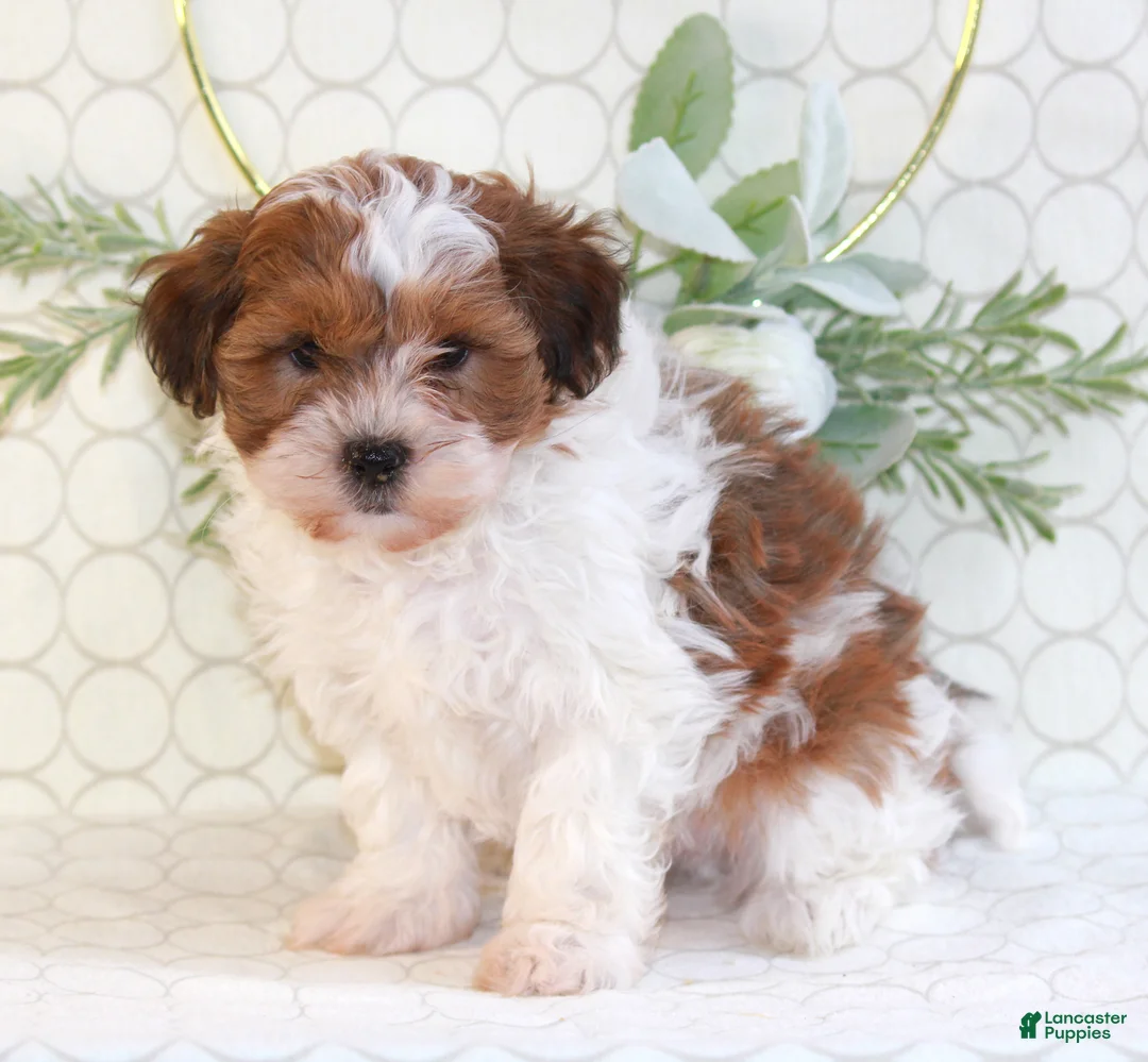 Shihpoo dogs for sale: Ryder - Ad 3