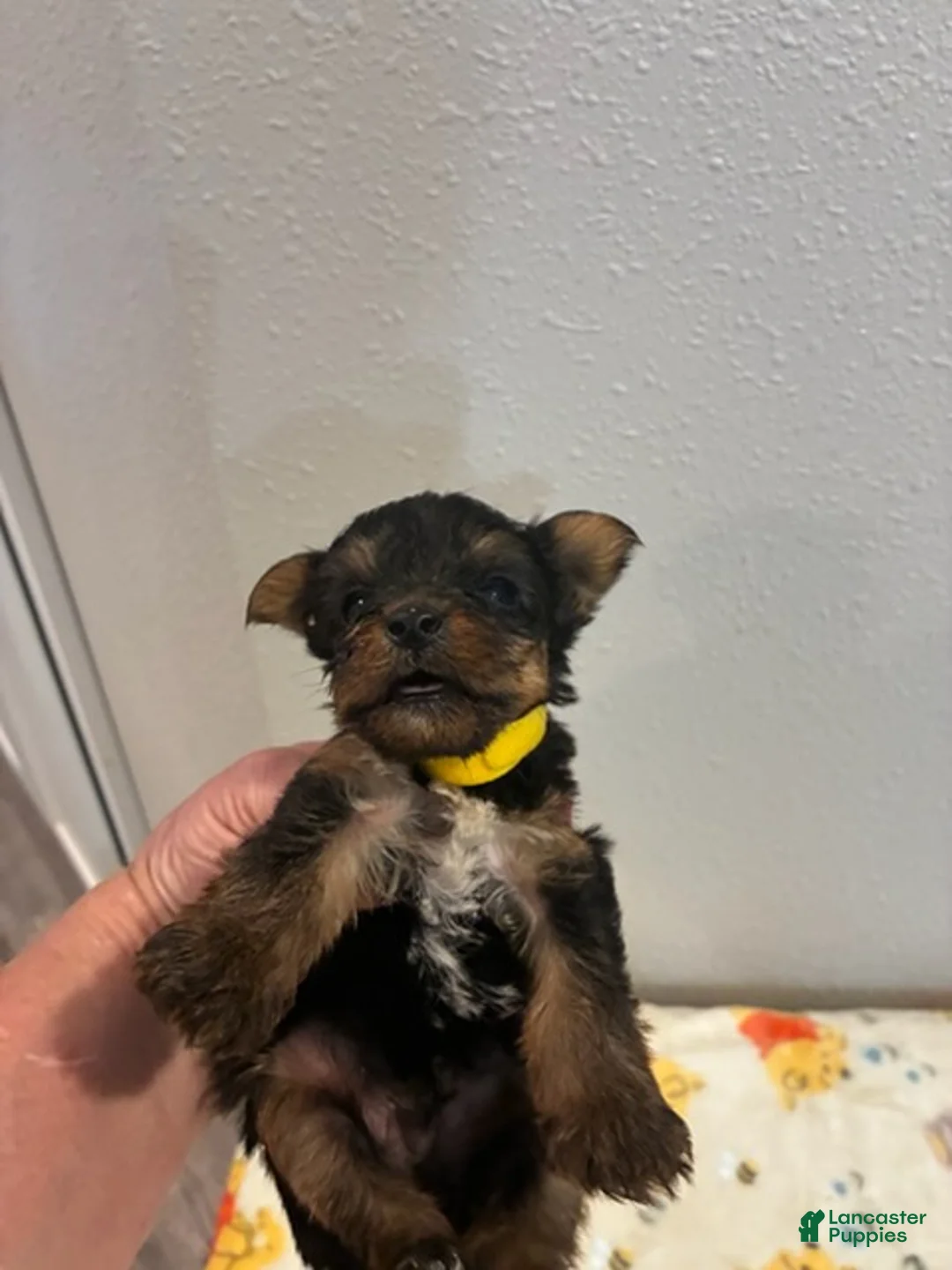 Yorkshire Terrier dogs for sale: Boy 3 - Ad 1