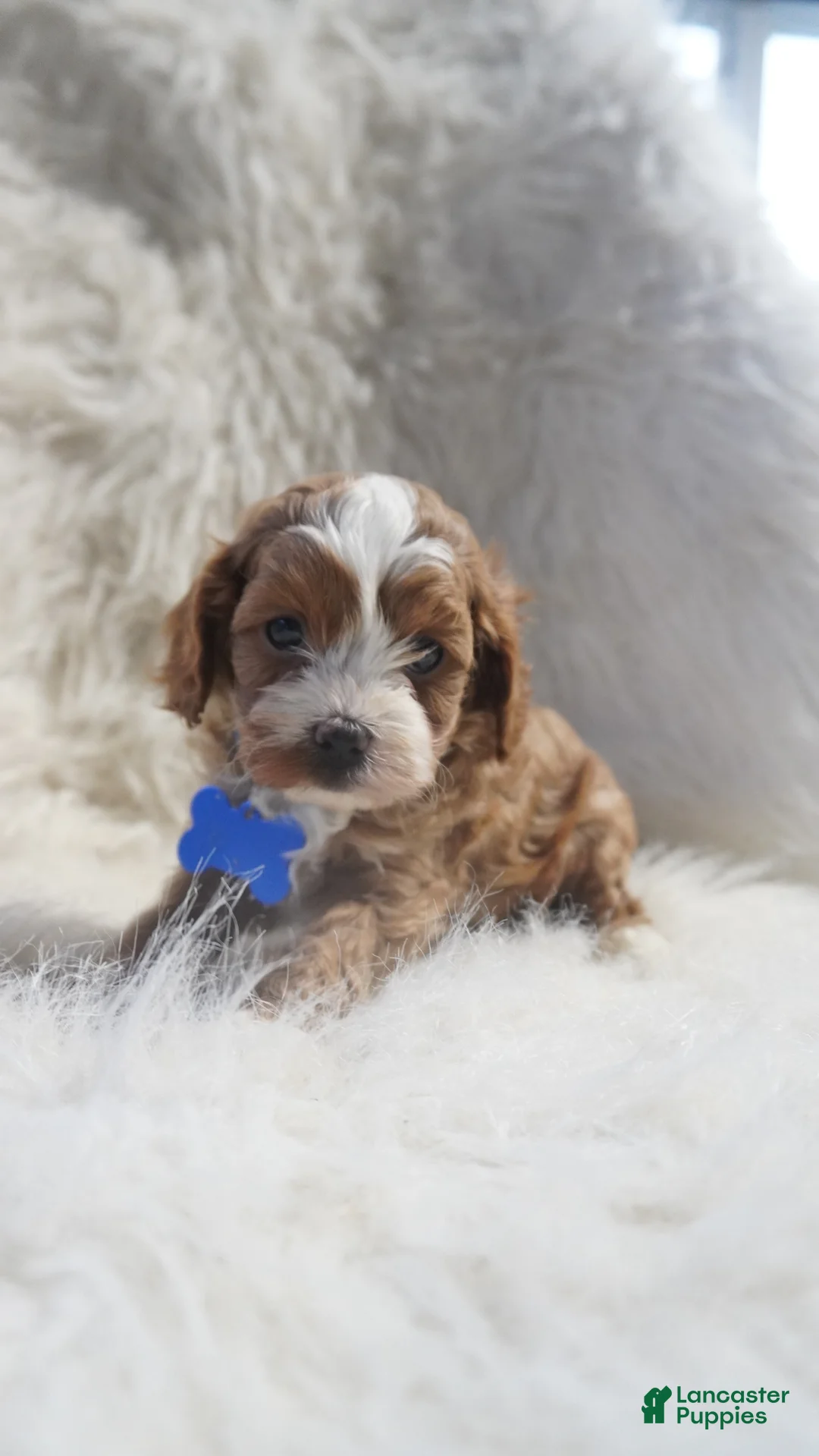 Cavapoo dogs for sale: Slater - Ad 6