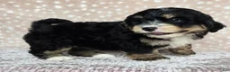 Mini Bernedoodle dogs for sale: Mini Willow - Ad 20