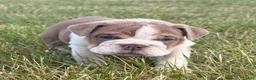 English Bulldog dogs for sale: Sampson  - Ad 4