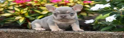 French Bulldog dogs for sale:  Regina🎀 - Ad 7