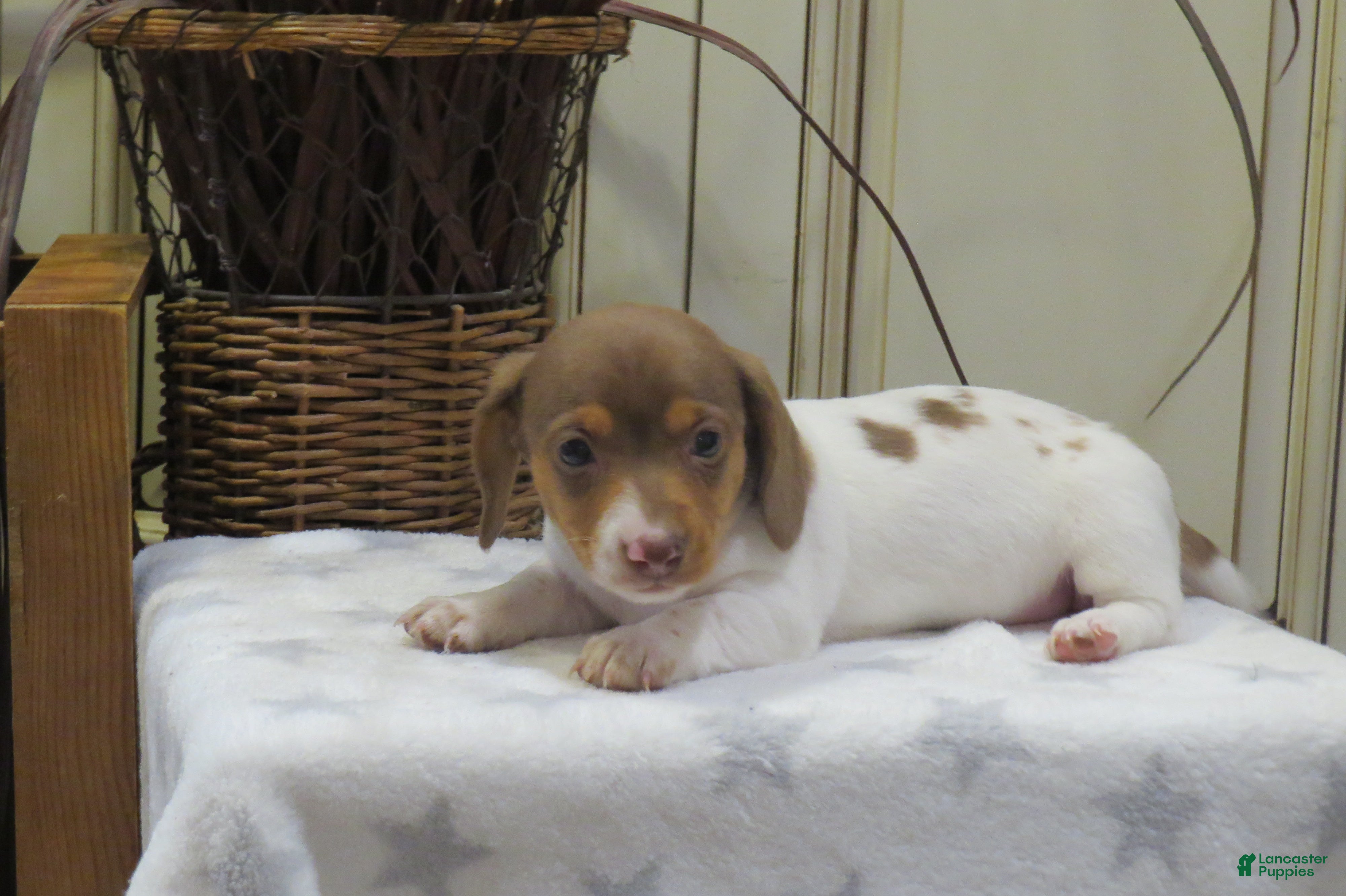 Miniature Dachshund dogs Jenna - Ad 2