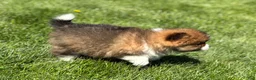 Pomeranian dogs for sale: Moppet - Ad 3