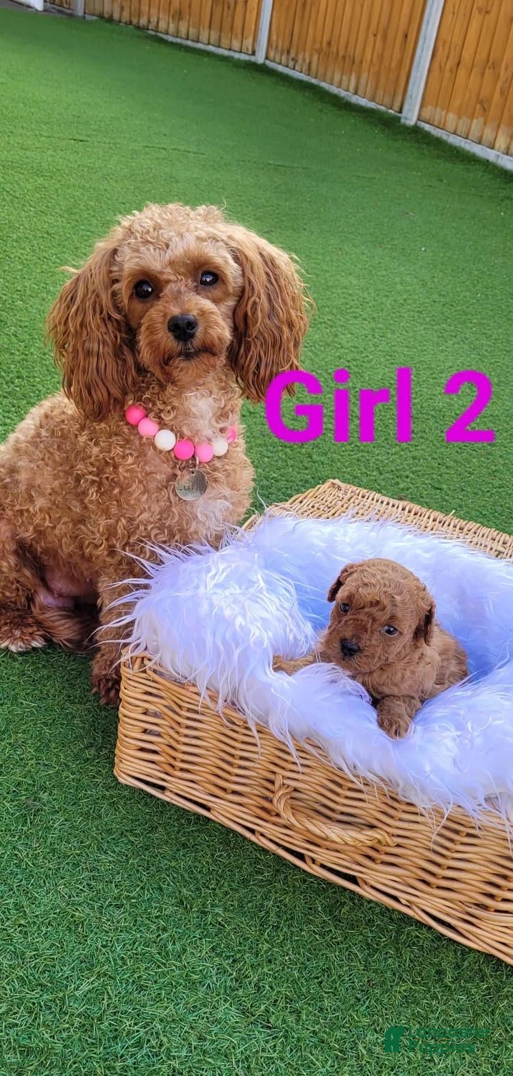 Toy Poodle dogs Daisy - Ad 39