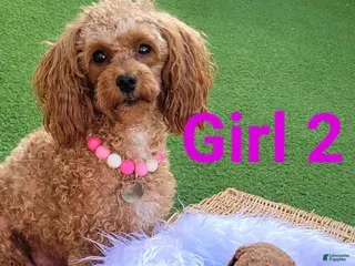 Toy Poodle dogs Daisy - Ad 39