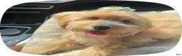 Maltipoo dogs for sale: Maltipoo 1 - Ad 2
