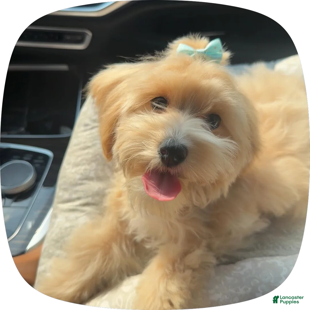Maltipoo dogs for sale: Maltipoo 1 - Ad 2