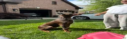 Doberman Pinscher dogs for sale: Kane - Ad 5