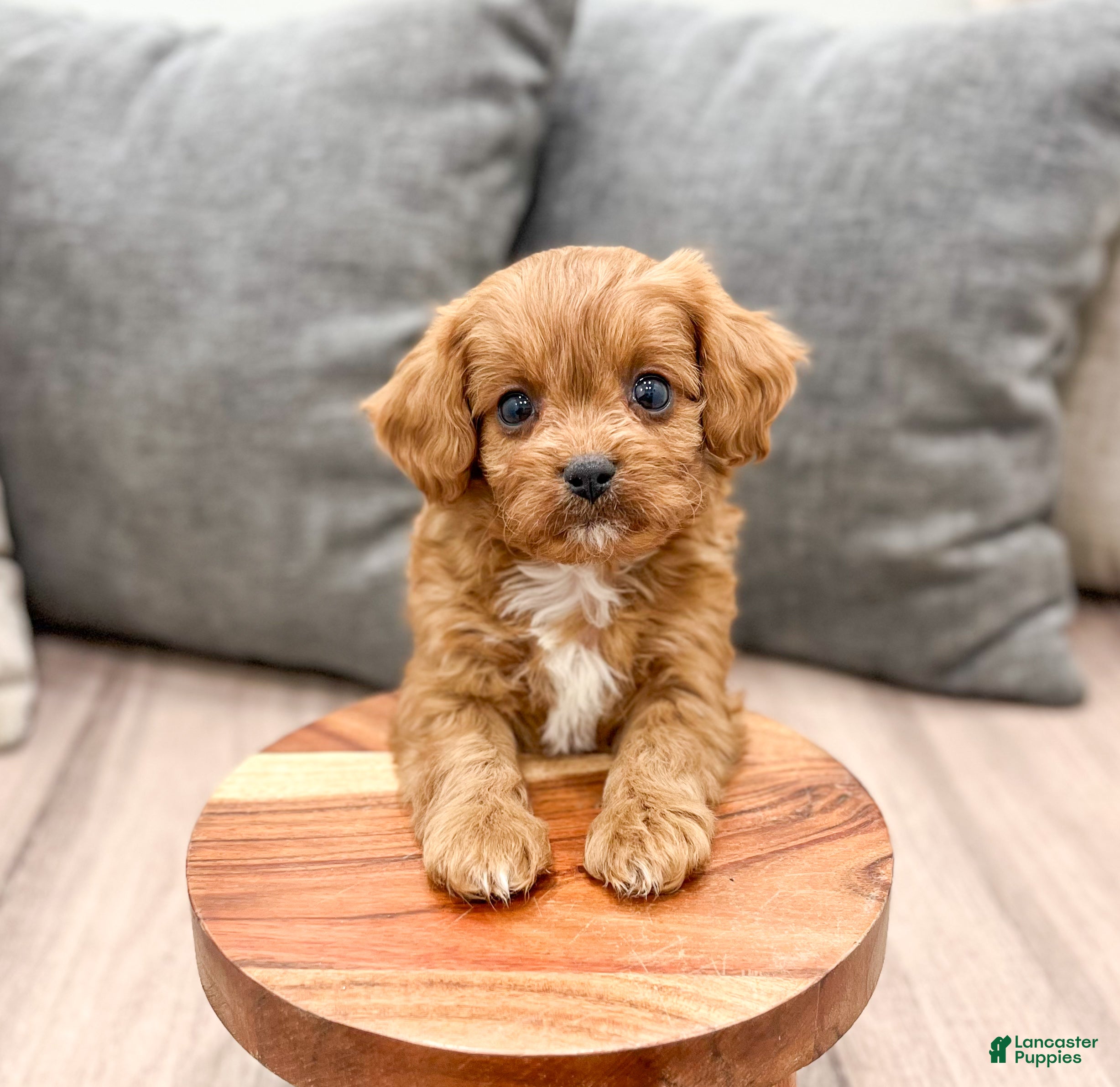 Cavapoo dogs Rocket - Ad 2