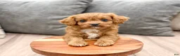 Cavapoo dogs for sale: Rocket - Ad 2