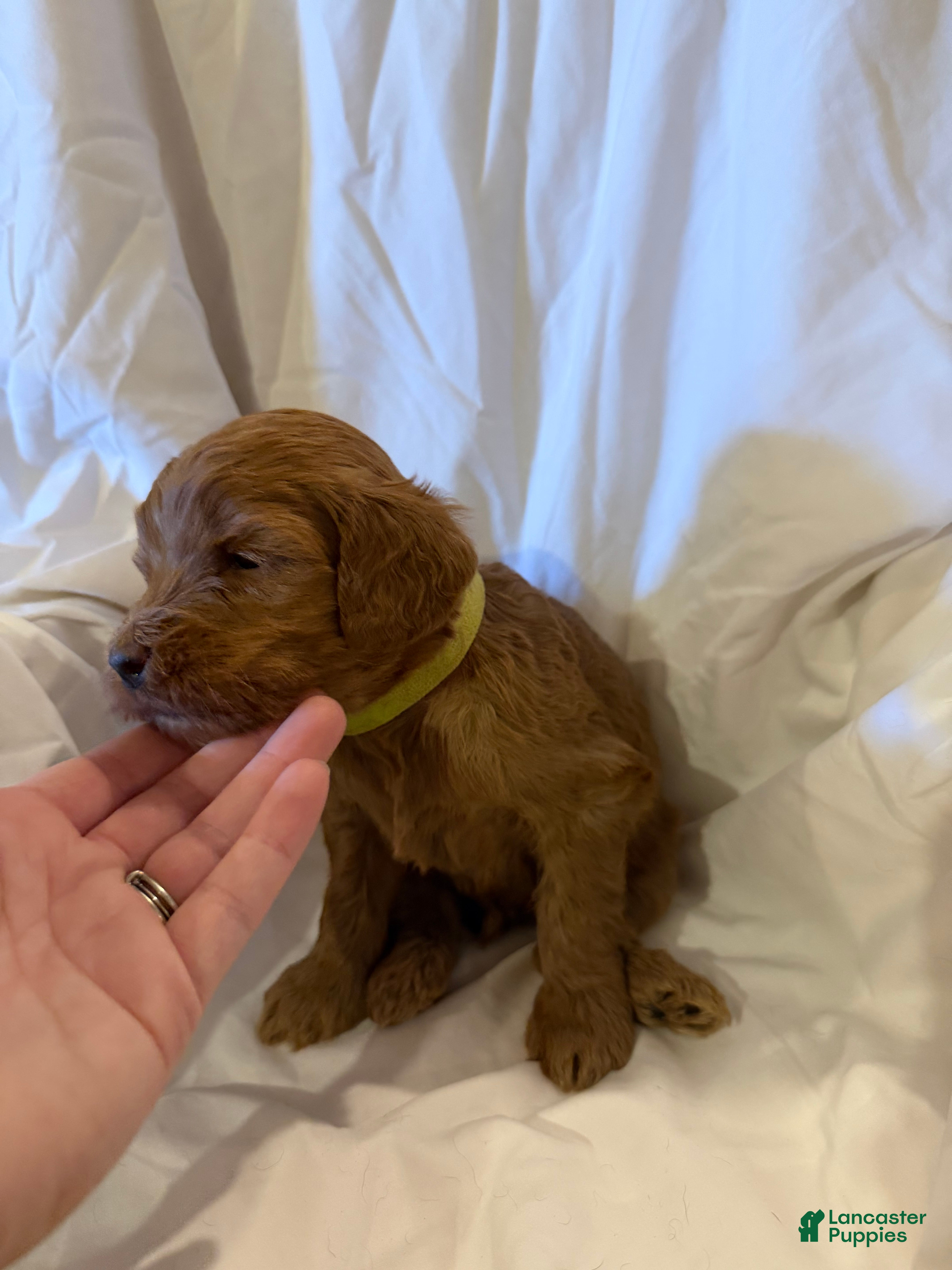 Labradoodle dogs Labradoodle Lime Green - Ad 36