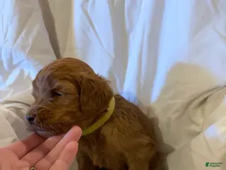 Labradoodle dogs Labradoodle Lime Green - Ad 37