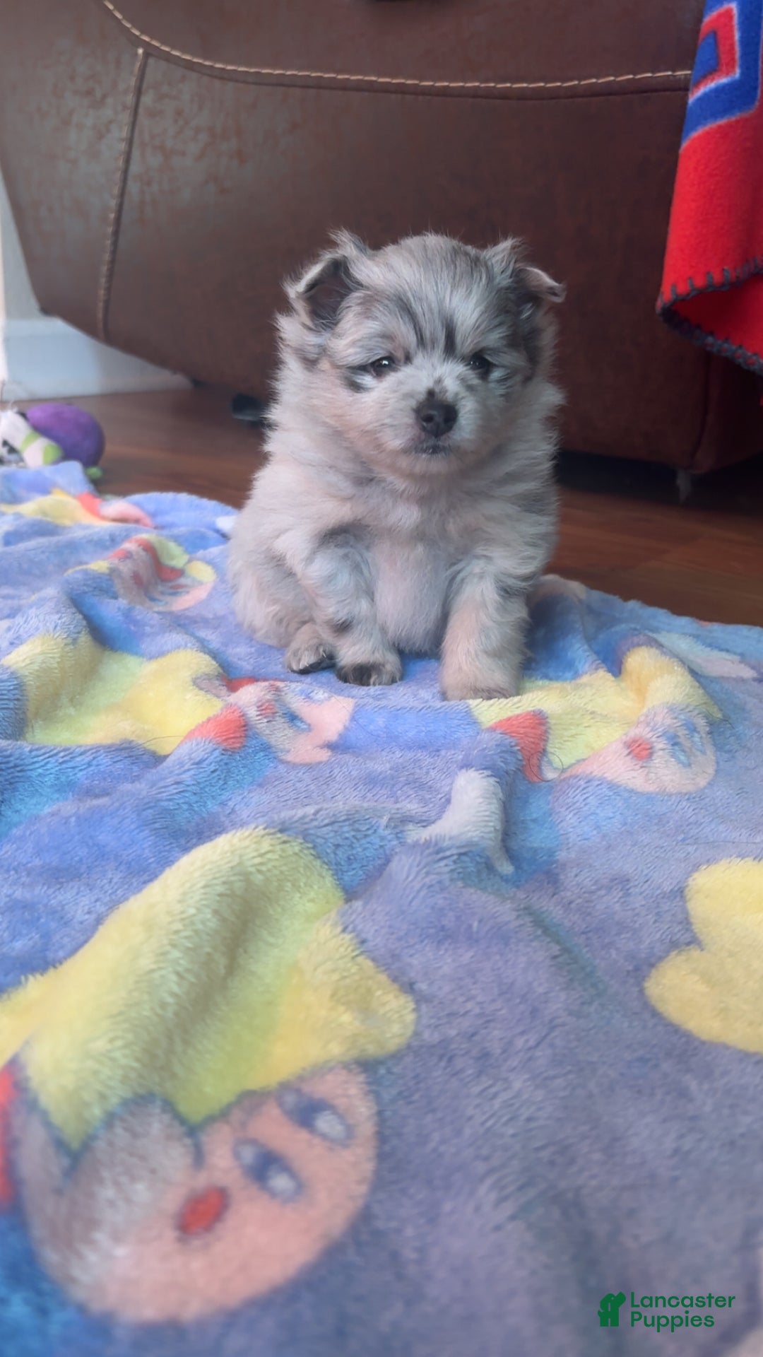 Pomeranian dogs for sale: Pomeranian Puppy 2 - Ad 2
