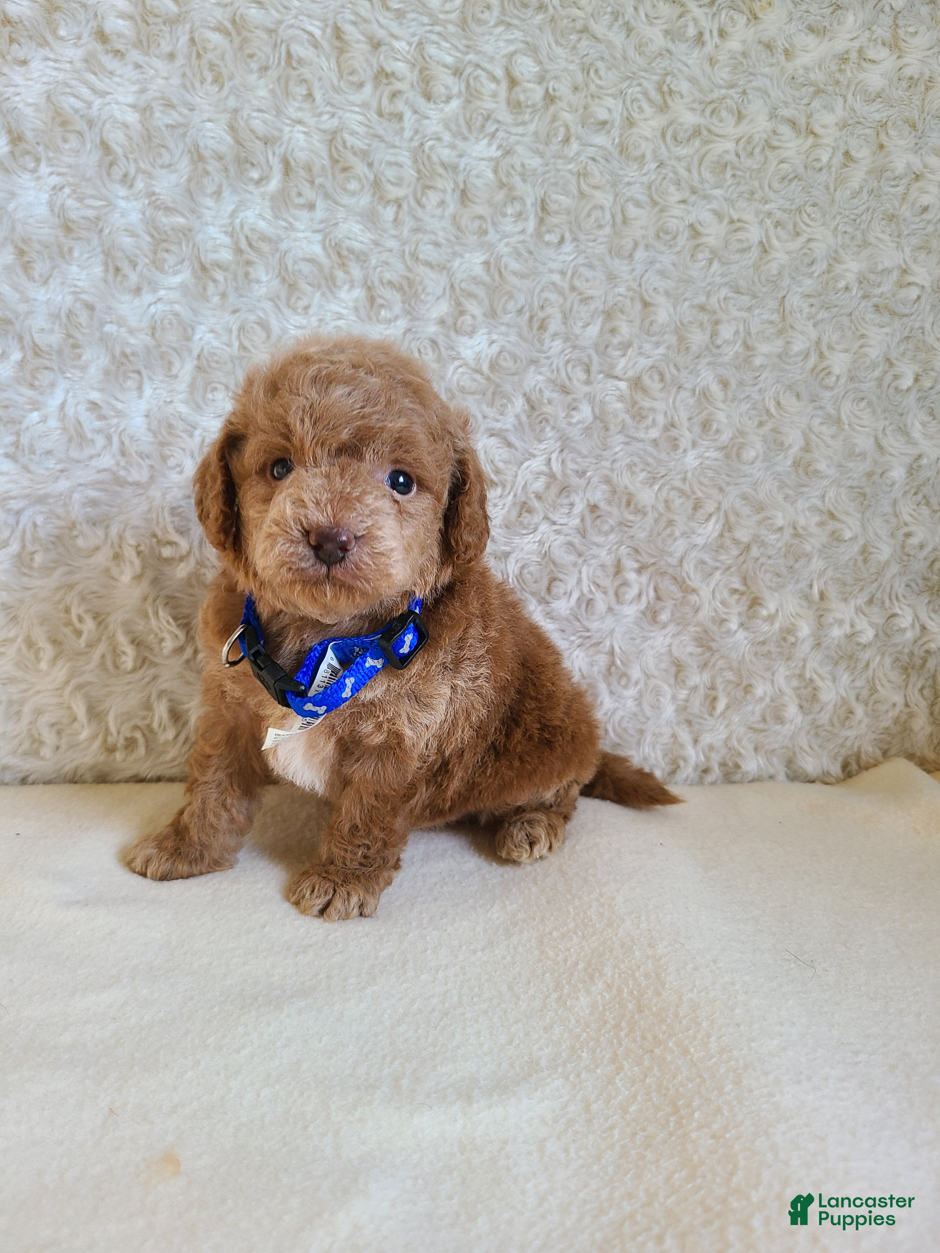 Mini Goldendoodle dogs for sale: Isaac - Ad 1