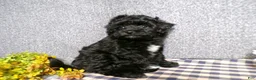 Havapoo dogs for sale: Boomer - Ad 4