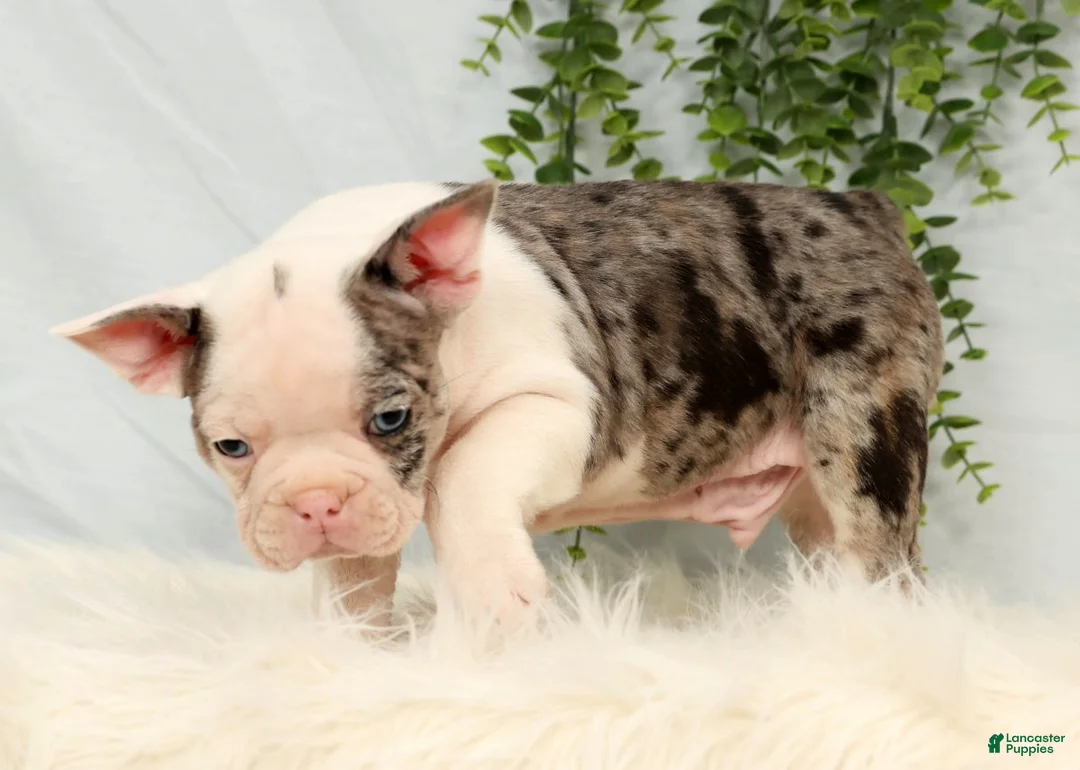 Frenchton dogs for sale: Clint - Ad 5