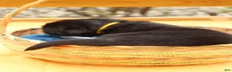Newfoundland dogs for sale: BumbleBee - Ad 4