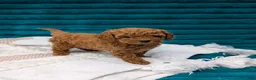 Toy Poodle dogs for sale: Vinny - Ad 6