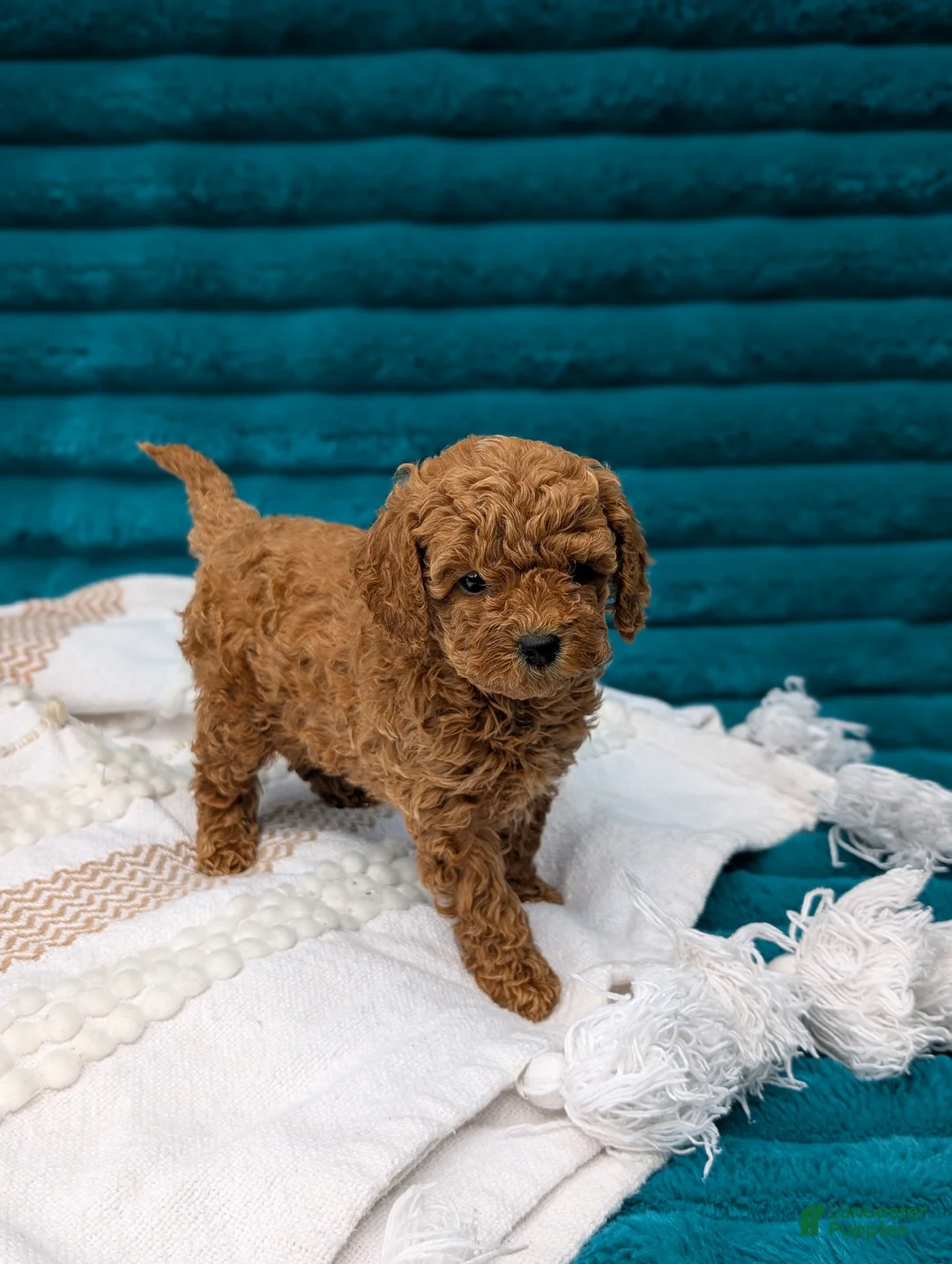 Toy Poodle dogs for sale: Vinny - Ad 6