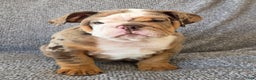 English Bulldog dogs for sale: Gatski - Ad 6