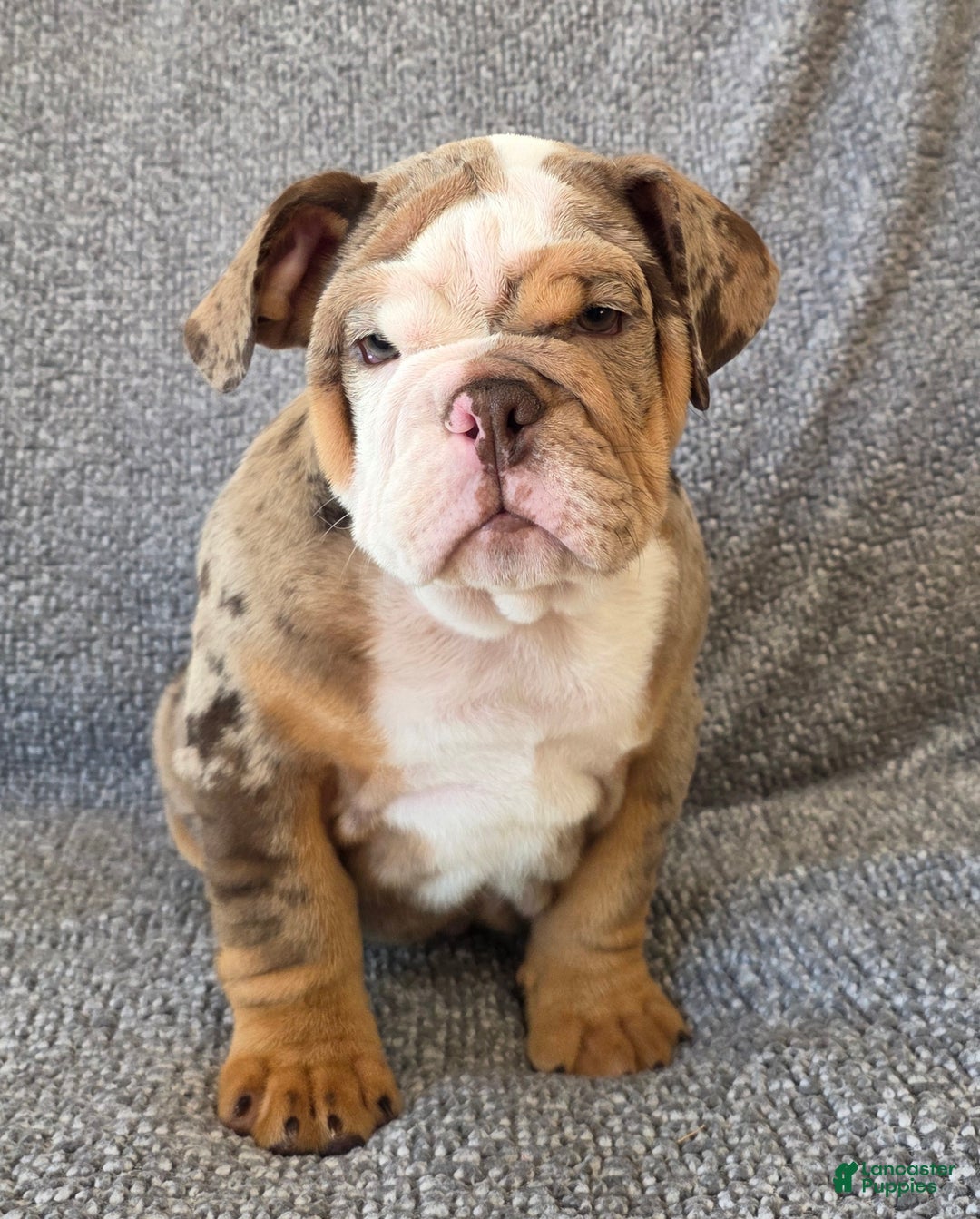 English Bulldog dogs for sale: Gatski - Ad 6