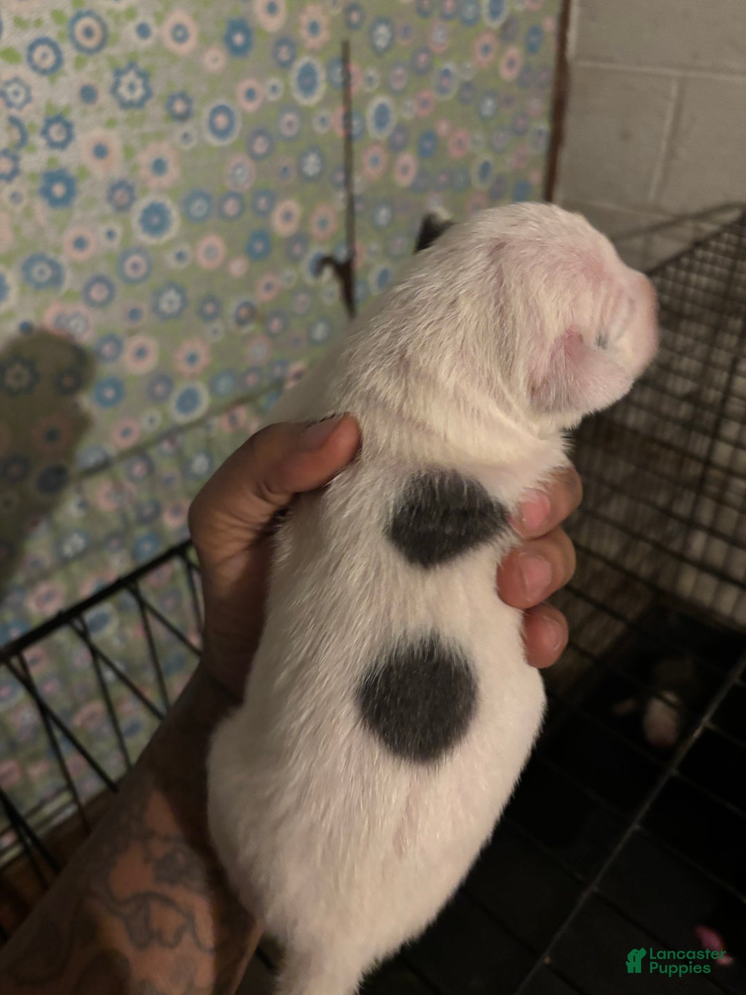 American Staffordshire Terrier dogs for sale: American Staffordshire Terrier Puppy 2 - Ad 3