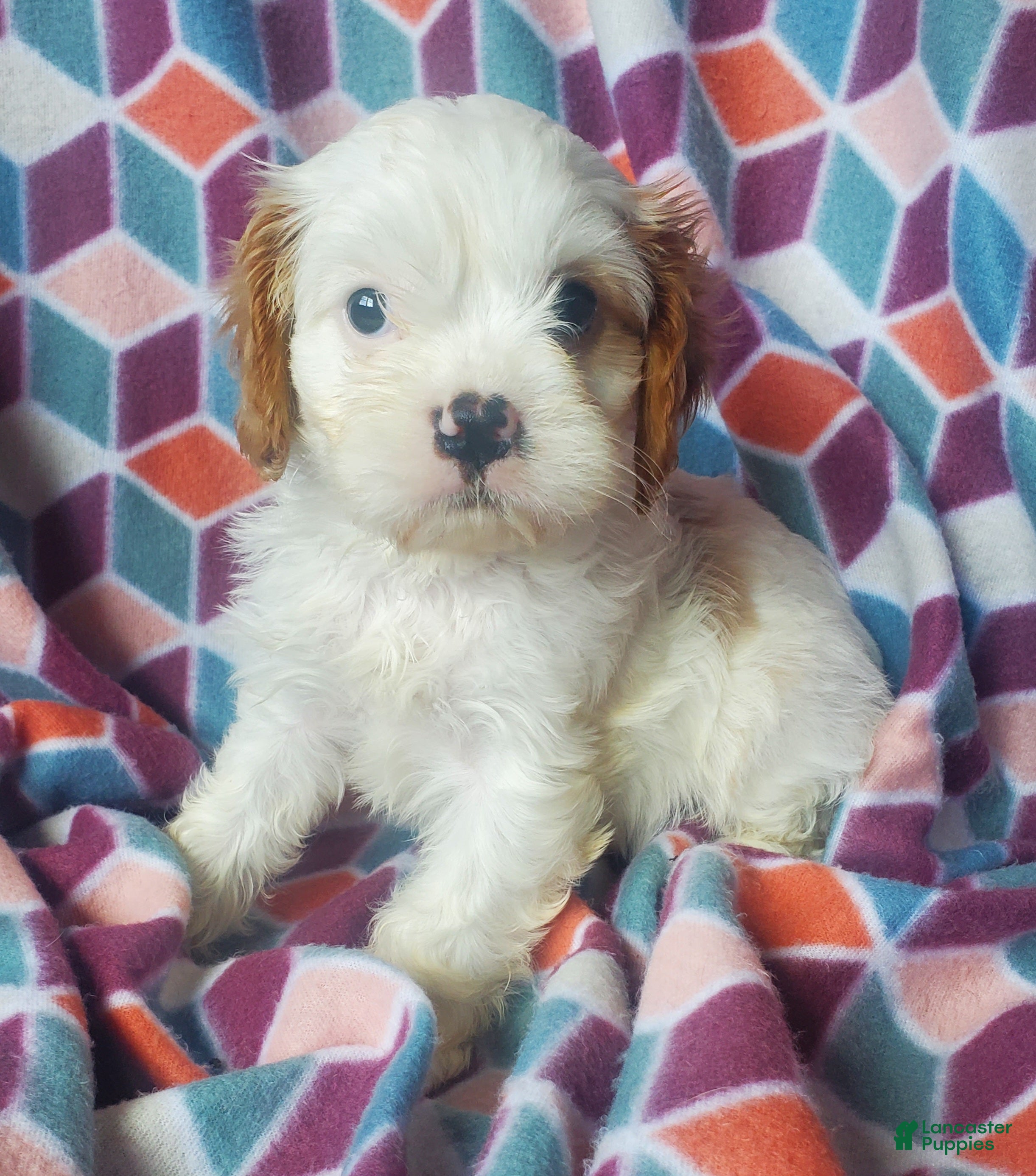 Cavachon dogs Evie - Ad 1