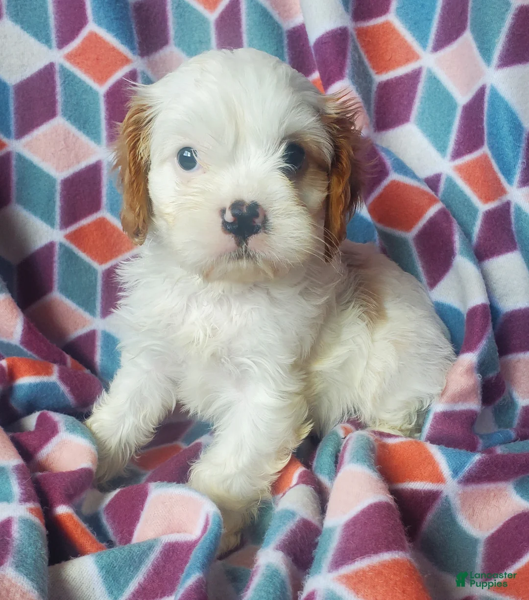 Cavachon dogs for sale: Evie - Ad 1