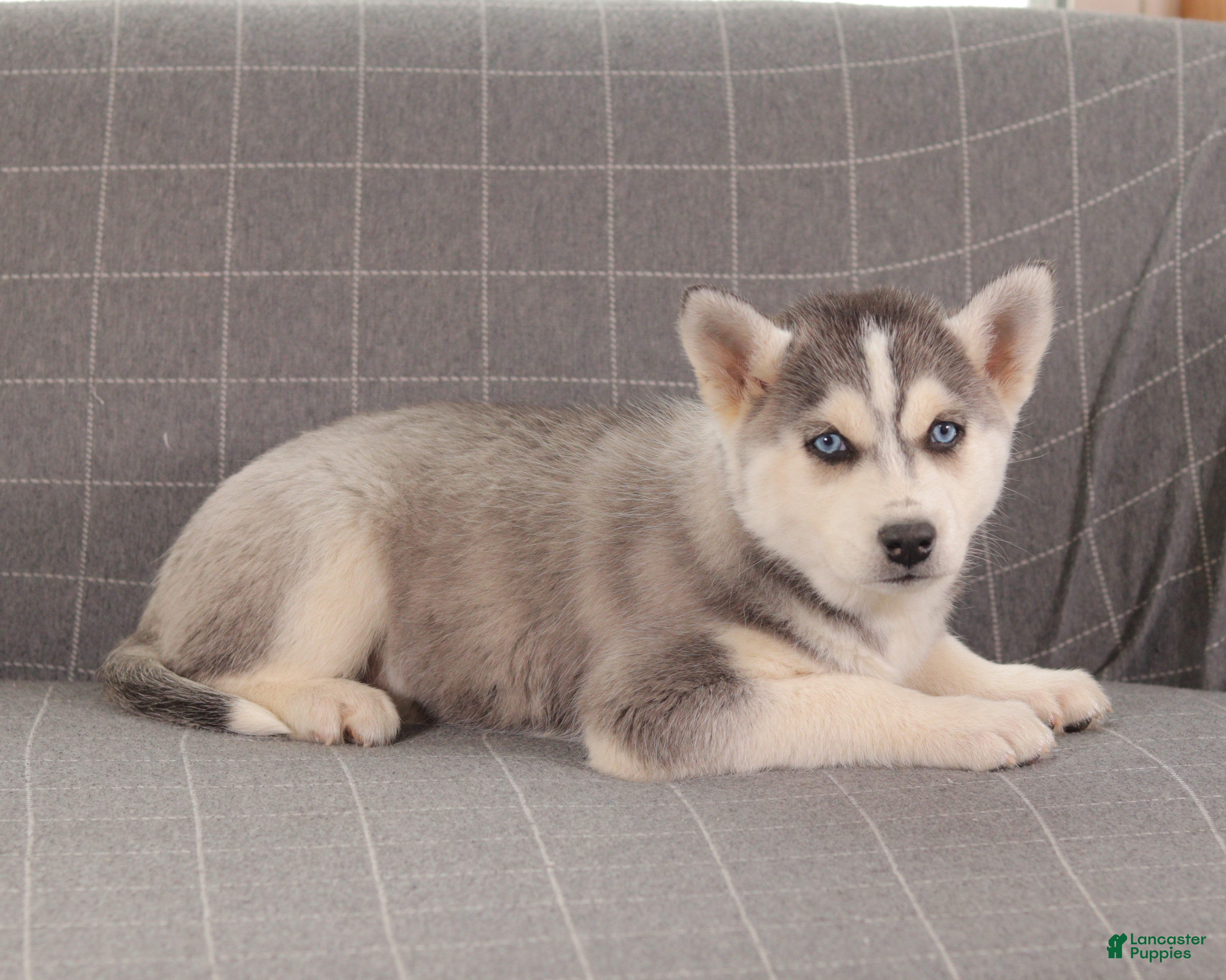 Siberian Husky dogs Smokey - Ad 1