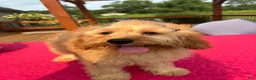 Cavapoo dogs for sale: Monica - Ad 4