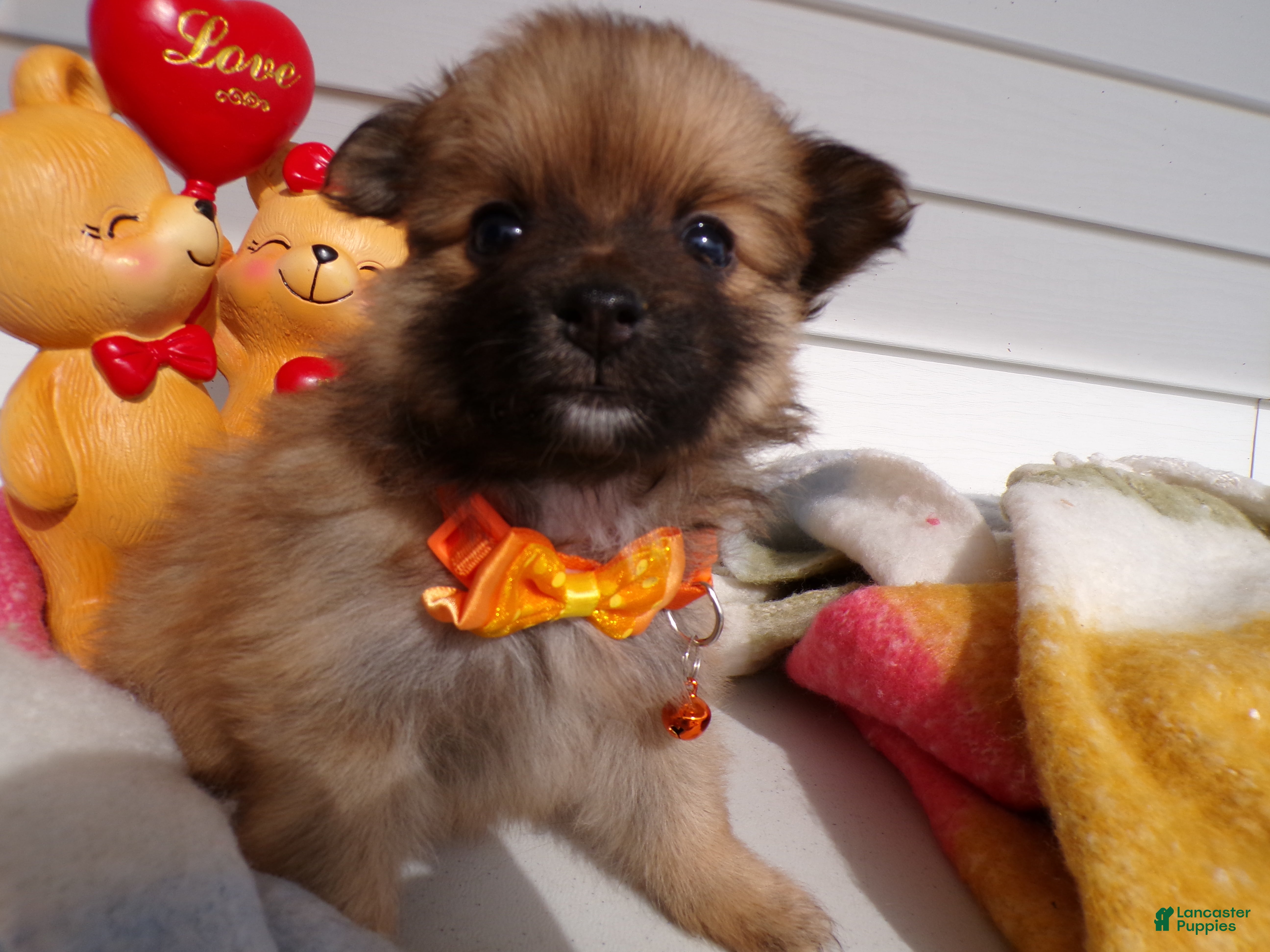 Pomeranian dogs Pomeranian Puppy 4 Smiley - Ad 37