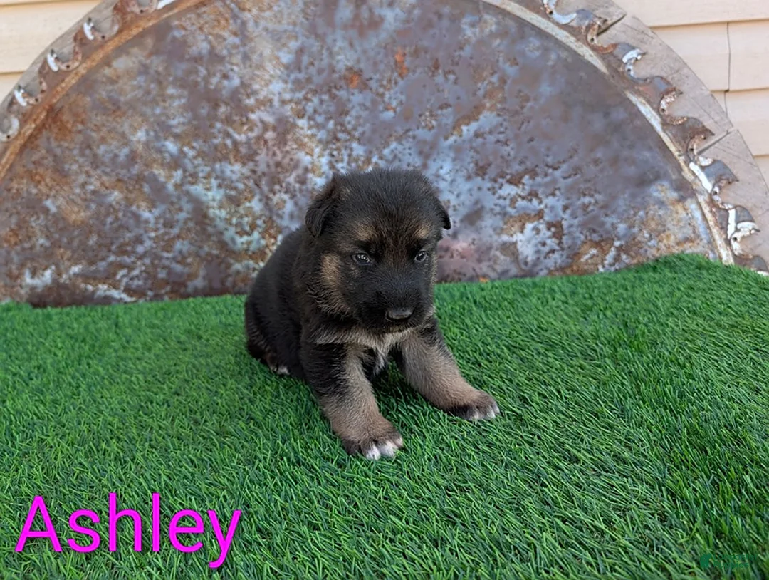 German Shepherd dogs for sale: Ashley - Ad 1