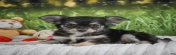 Chihuahua dogs for sale: Prince - Ad 10