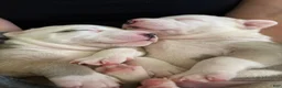 American Bully dogs for sale: Pluto - Ad 4