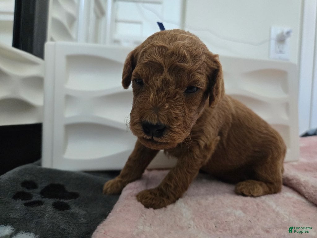 Miniature Poodle dogs for sale: Andy - Ad 27