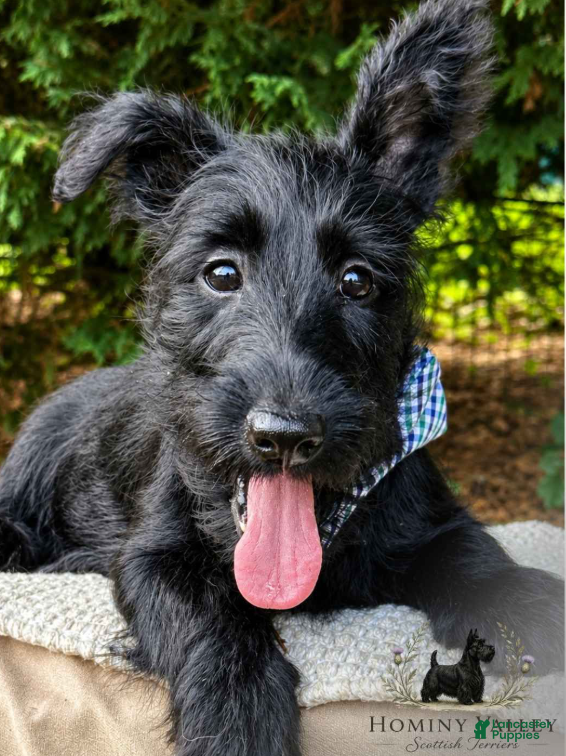 Scottish Terrier dogs for sale: Laird - Ad 3