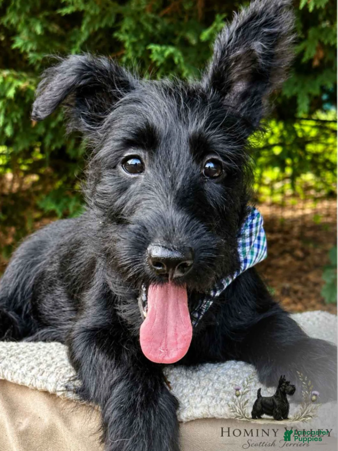 Scottish Terrier dogs for sale: Laird - Ad 1