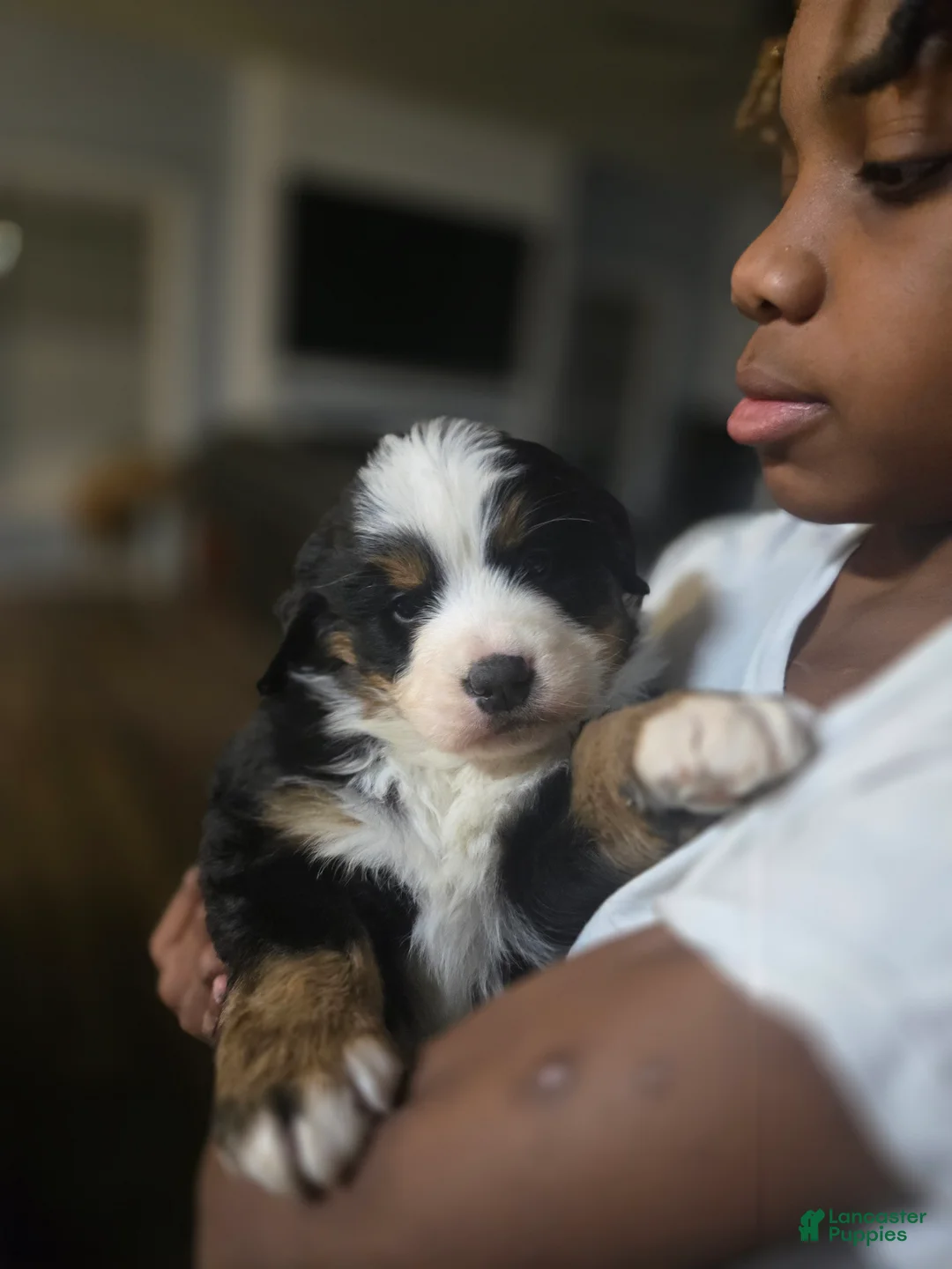 Bernese Mountain Dog dogs for sale: Yoshie  - Ad 2