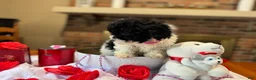 Toy Poodle dogs for sale: Piper - Ad 2