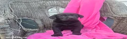 Labrador Retriever dogs for sale: Mindy - Ad 1