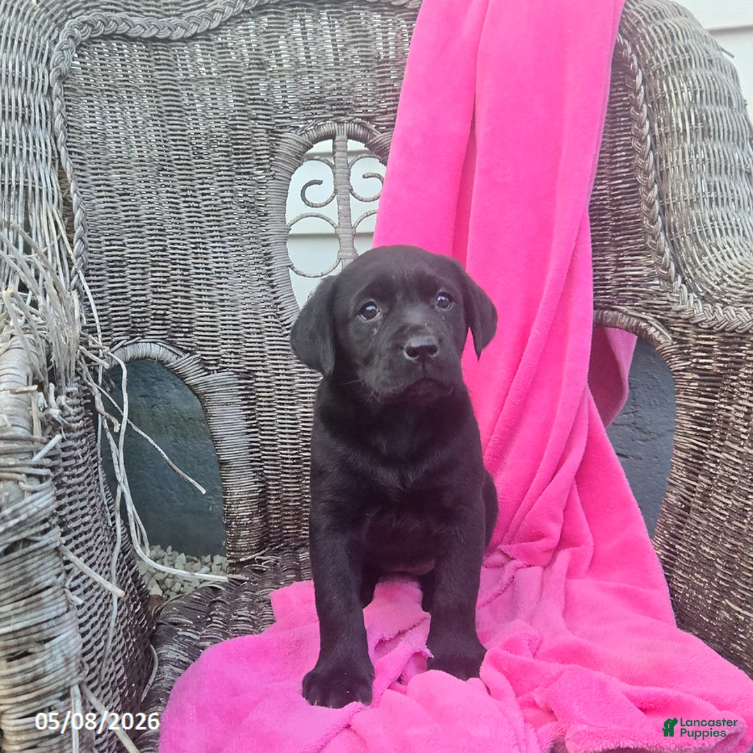 Labrador Retriever dogs for sale: Mindy - Ad 1