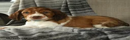 English Springer Spaniel dogs for sale: Corvette - Ad 3