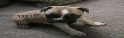 French Bulldog dogs for sale: Teddy Chocolate - Ad 7