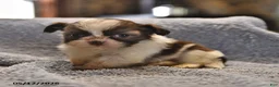 Shih Tzu dogs for sale: Lorraine - Ad 2