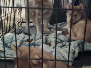 Mixed Breed dogs Noel - Ad 21